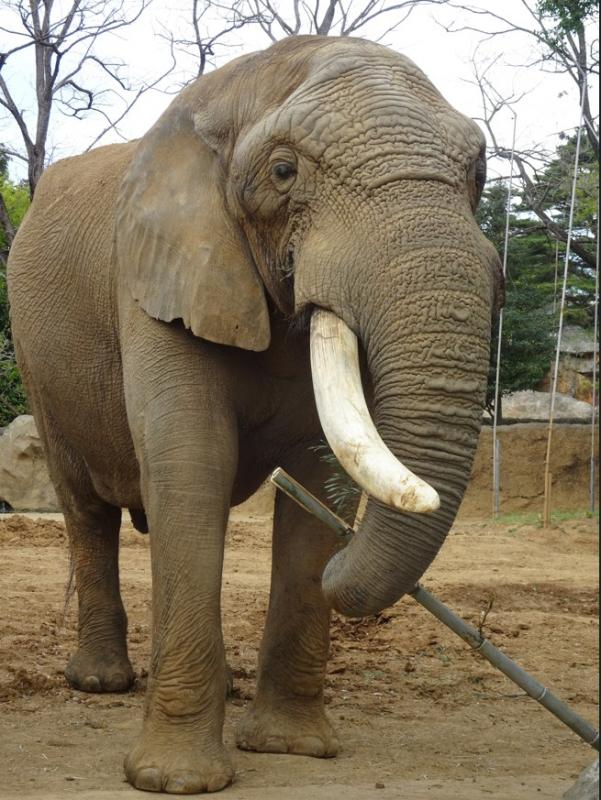 アフリカゾウベン