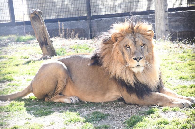 ライオンのサン