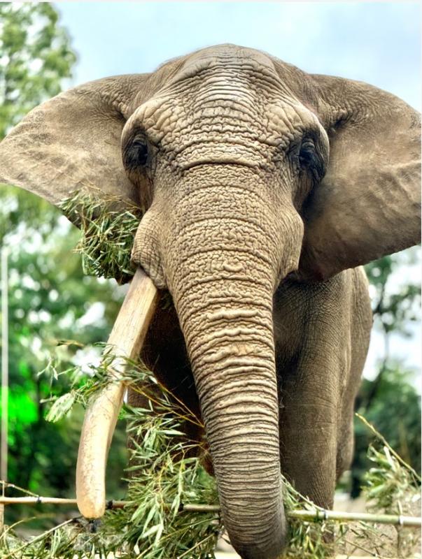 死亡したアフリカゾウのベン