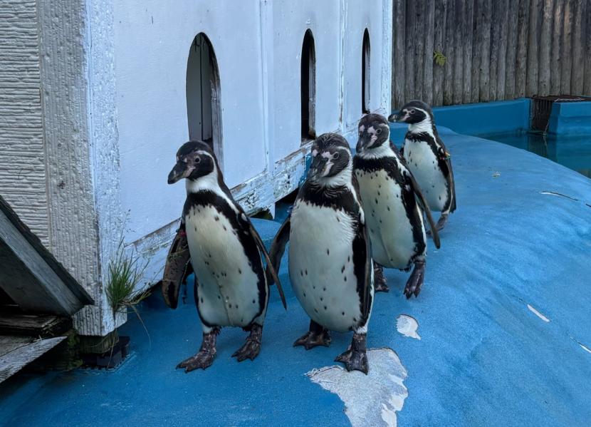 死亡したペンギン