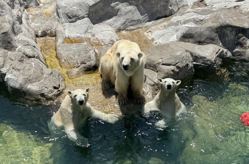 ホッキョクグマの親子