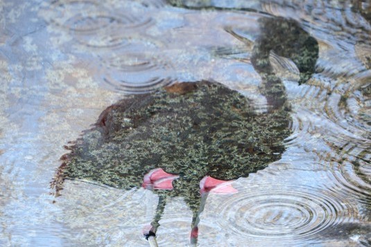 フラミンゴの写真