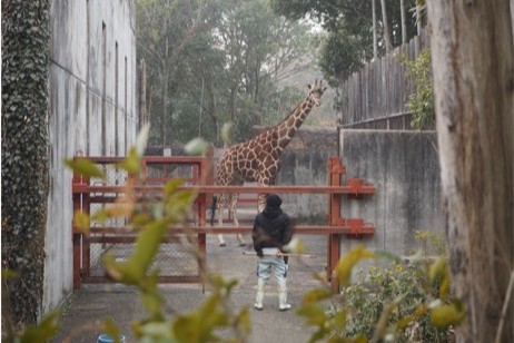 キリンと飼育員の写真