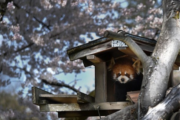 レッサーパンダの写真