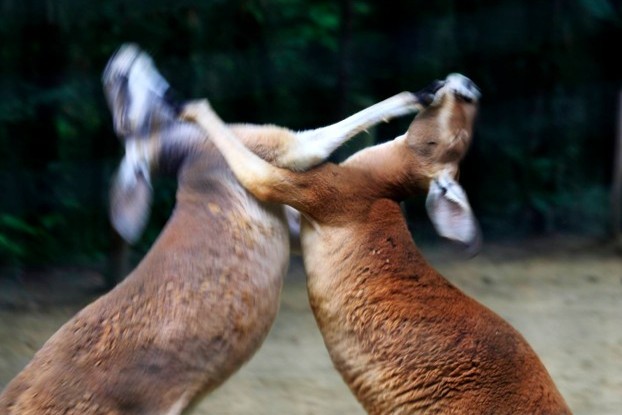 カンガルーの写真