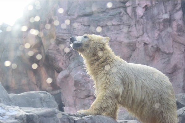 ホッキョクグマの写真