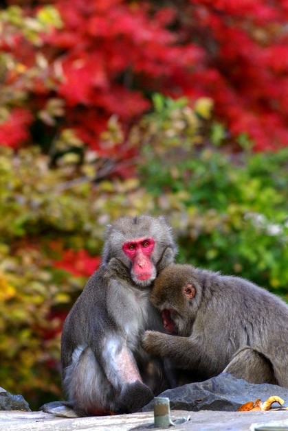 ニホンザルの写真