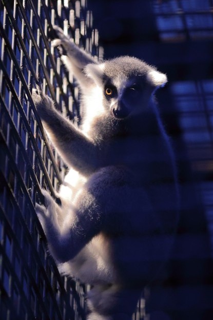 ワオキツネザルの写真