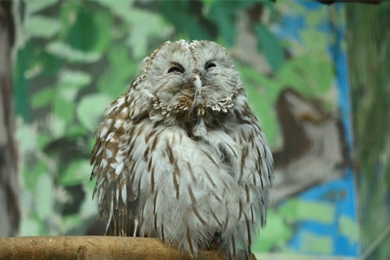 フクロウの写真