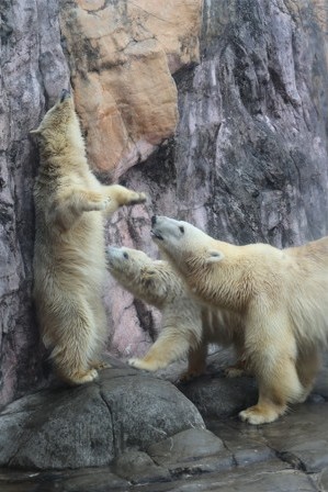 ホッキョクグマの写真