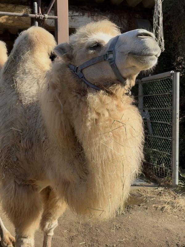 フタコブラクダのカリン