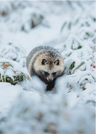 タヌキの写真
