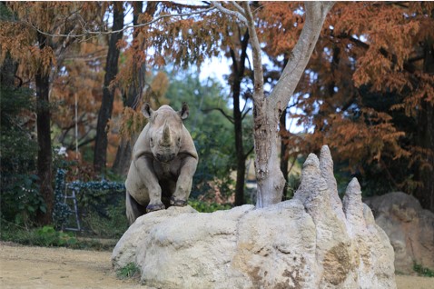 サイの写真