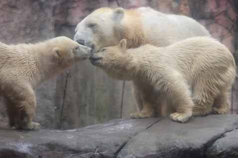 ホッキョクグマの写真