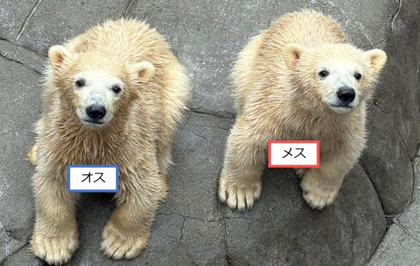 ホッキョクグマの双子