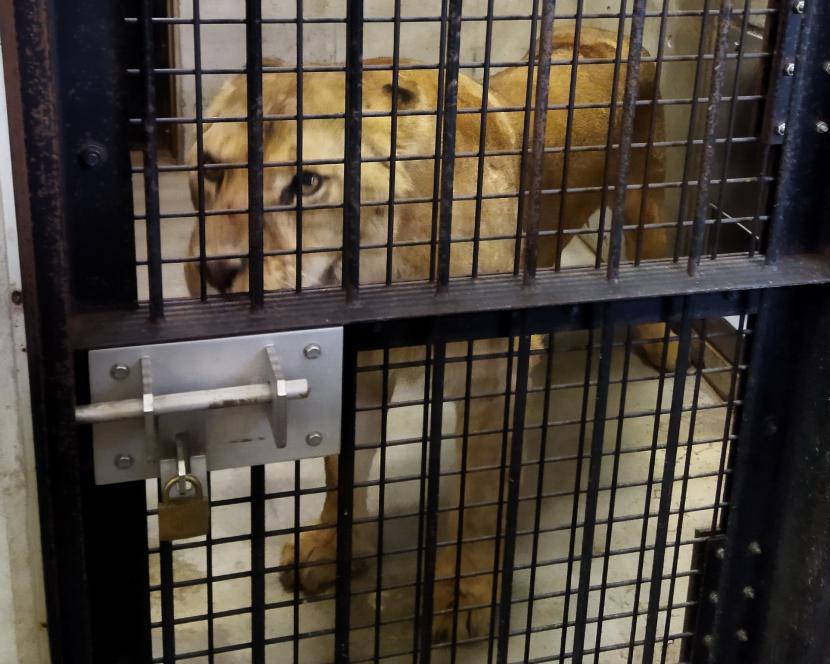 来園したメスライオンのナツメ