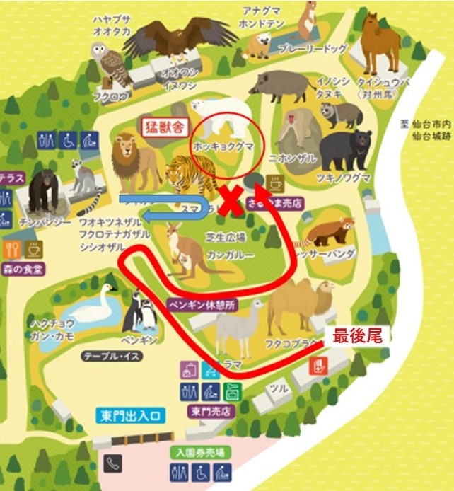 ホッキョクグマ双子公開観覧ルート