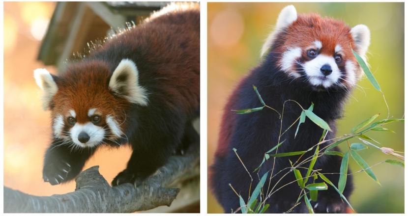 移動するレッサーパンダのアケビ