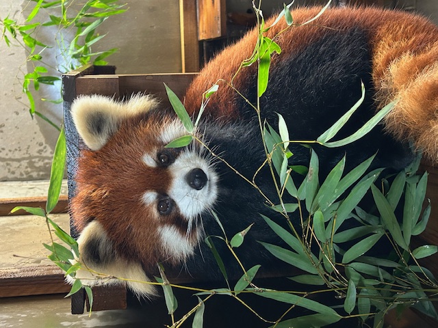 移動するレッサーパンダのアケビ