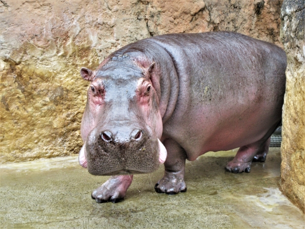 ブログ　カバの「カポ」に献花2