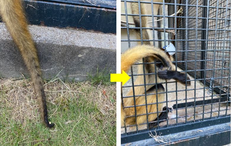 大豆を尻尾で掴み食べるジェフロイクモザル