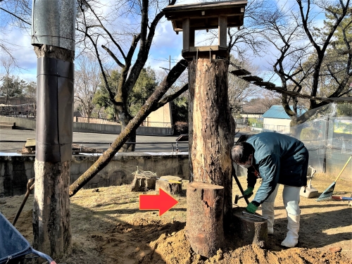 ブログ　休園日のお仕事　レッサーパンダ放飼場編1