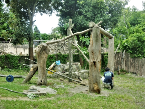 ブログ　休園日のお仕事　ツキノワグマ展示場編1