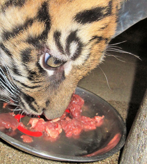 ブログ　仔トラ　肉食べています3