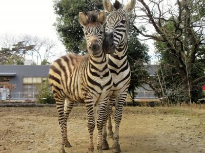 ブログ　グラントシマウマ母仔　なかよし