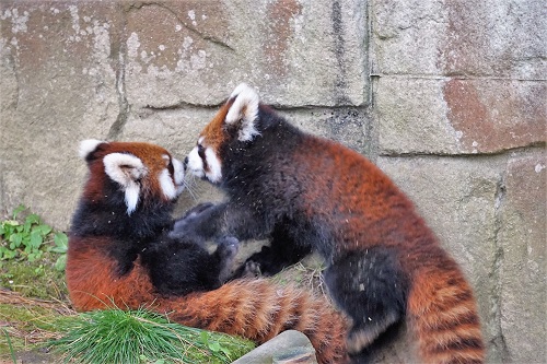 ブログ　レッサーパンダの双子　鼻チュウする双子