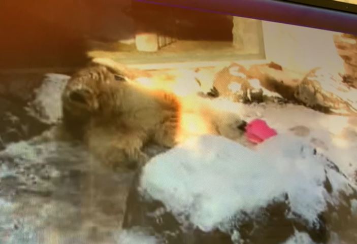 雪に体をこすりつけるカイ