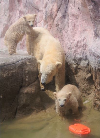 ポーラと双子の様子