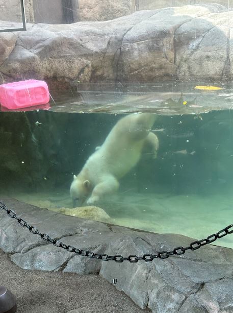 潜水する仔