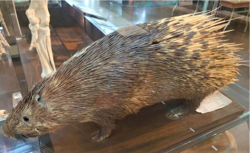 ヤマアラシの剥製