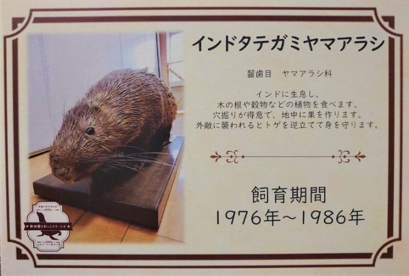ヤマアラシの説明パネル