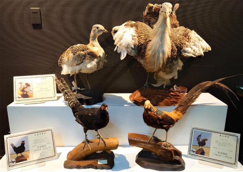 鳥の剥製