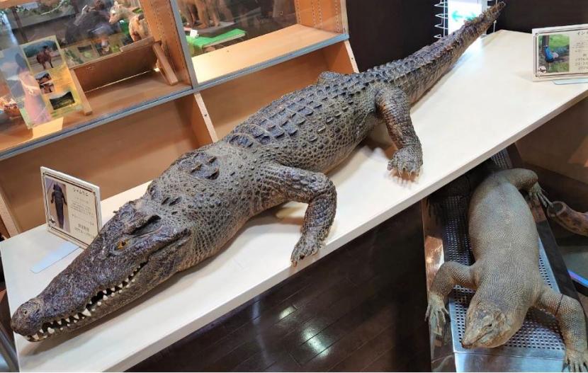ワニの剥製