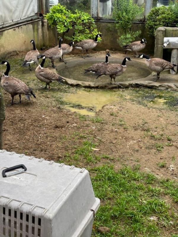 ツル舎に移動したシジュウカラガン