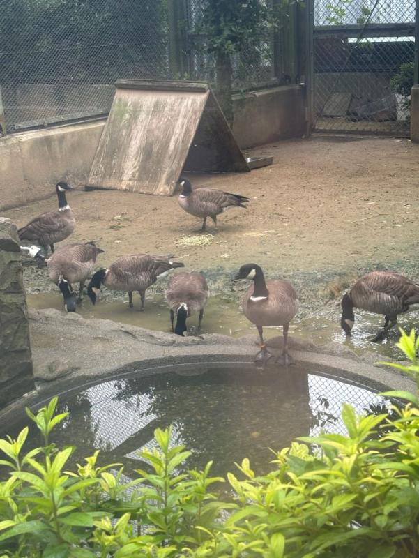 ツル舎に移動したシジュウカラガン