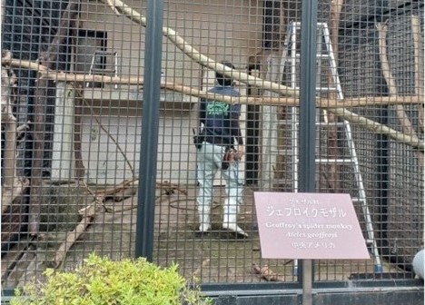 ジェフロイクモザルの展示場リニューアル作業中
