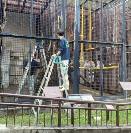 隣の展示場から作業を観察するワオキツネザル