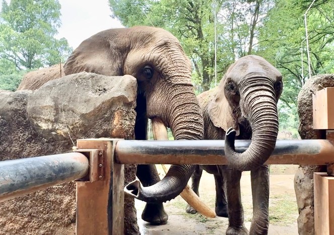 アフリカゾウのベンとリリー
