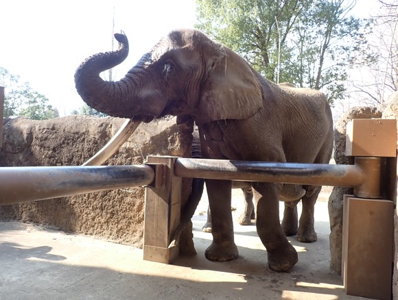 下腹部に浮腫がみられるベン