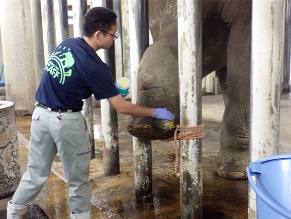 ロープに乗せた前肢に薬を塗ってもらうベン