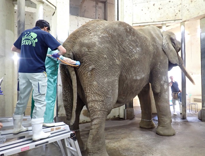 抗生剤の直腸内投与をする様子