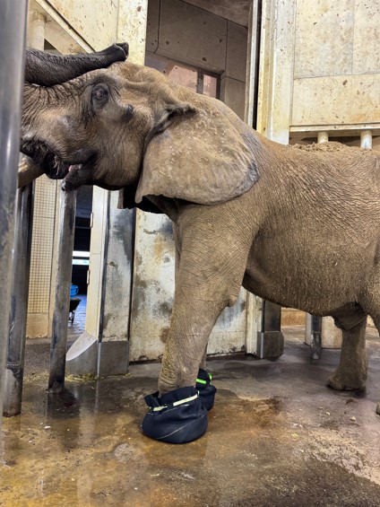 専用の靴を使用して薬浴するベン