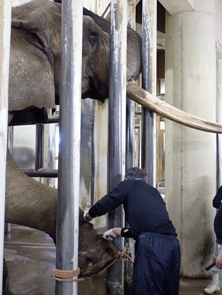 蹄の悪い部分を除去する処置をする様子