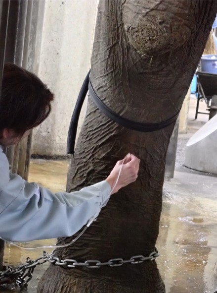 前肢の血管に抗生剤を投与する様子