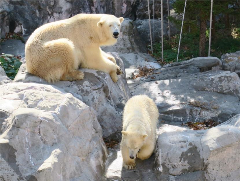 大放飼場練習初日見守るポーラと駆け出すそら