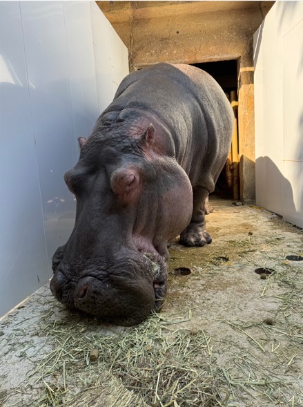 壁ができた旧通路で餌を食べるベロ